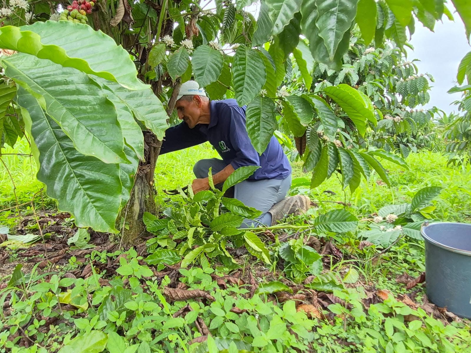 Cultivo de café al atardecer con cosechador